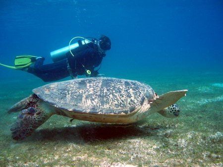 Diving Philippines Pandan Island Ap Reef Sablayan