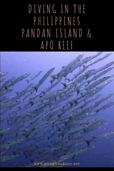Diving Apo Reef Pandan Island Sablayan Philippines