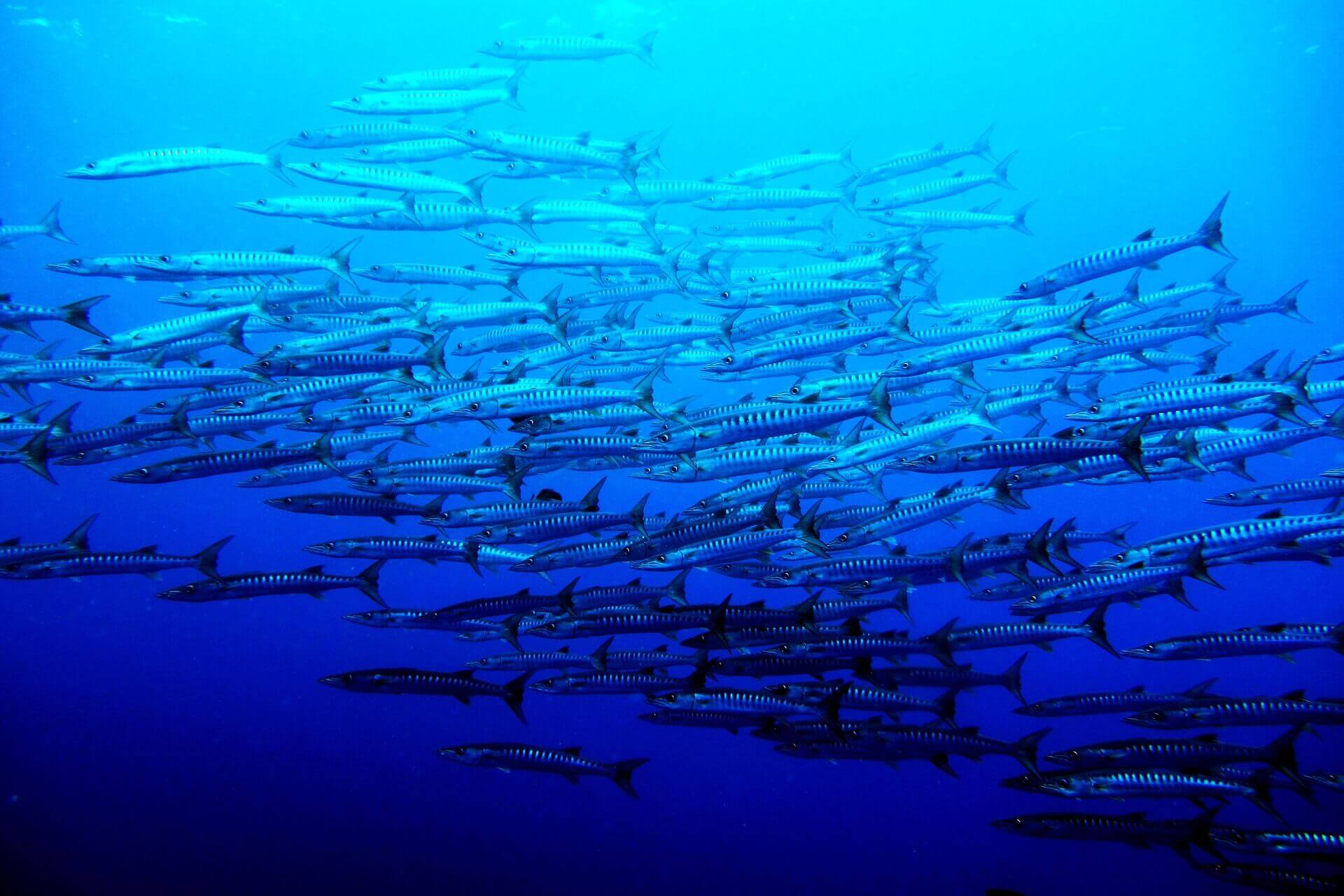 Diving in Palau