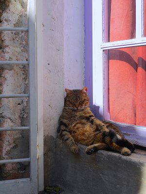 cats of calcata
