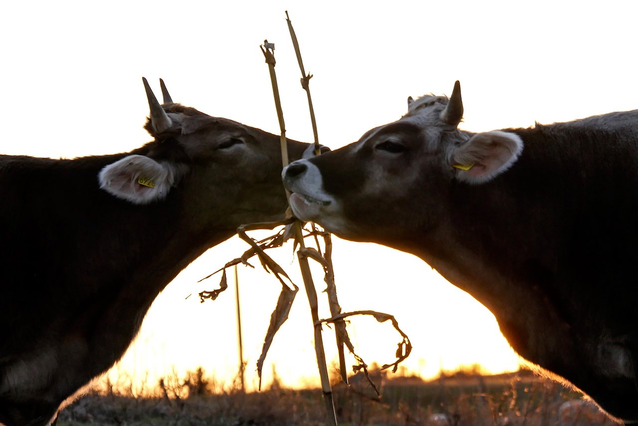 Organic Farming in ITaly