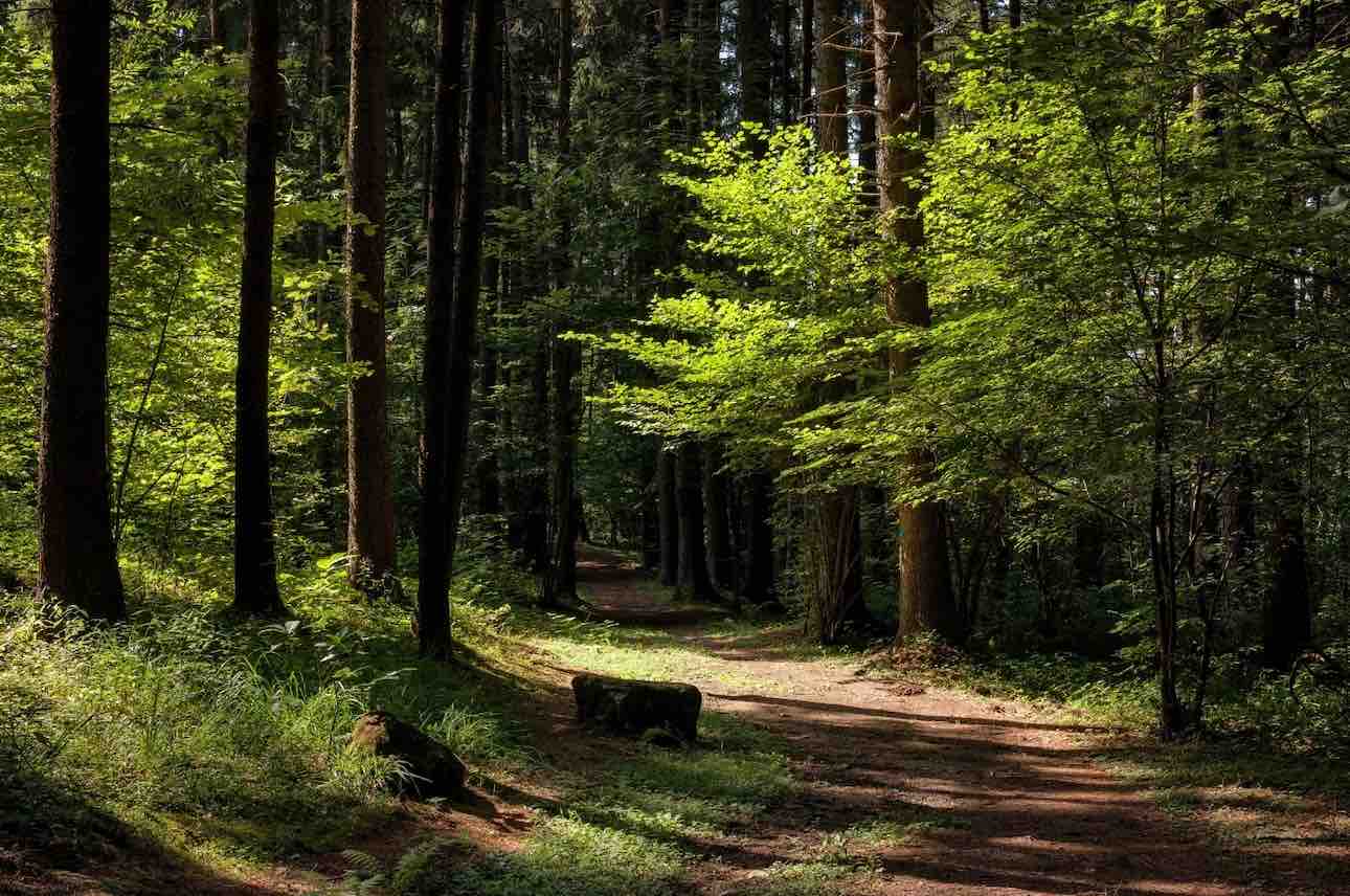 Cimina Beechwood Italy